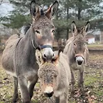 Agroturismo Farma Mlýn Drásov *
