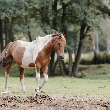 Farma Mlyn Lantgård