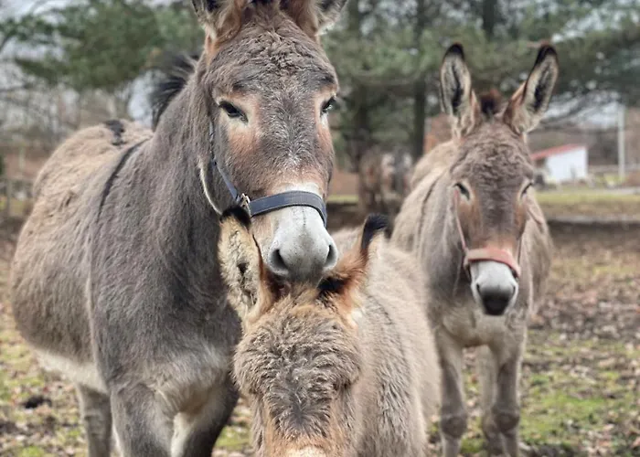 Séjour à la ferme Farma Mlyn *